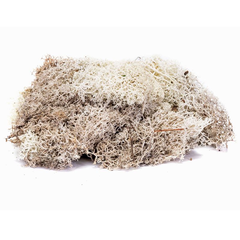 HORNBY LICHEN - STONE GREY